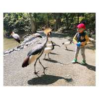 近距離接觸各種鳥類，仲有湖邊風景好好睇！|  沖繩自然動植物公園 Neo Park