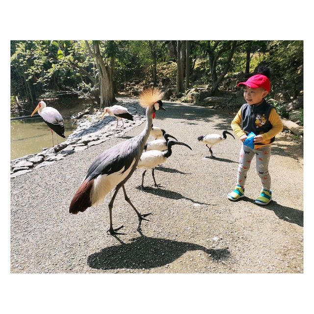 近距離接觸各種鳥類，仲有湖邊風景好好睇！|  沖繩自然動植物公園 Neo Park