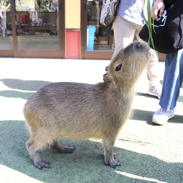 【静岡】伊豆シャボテン動物公園