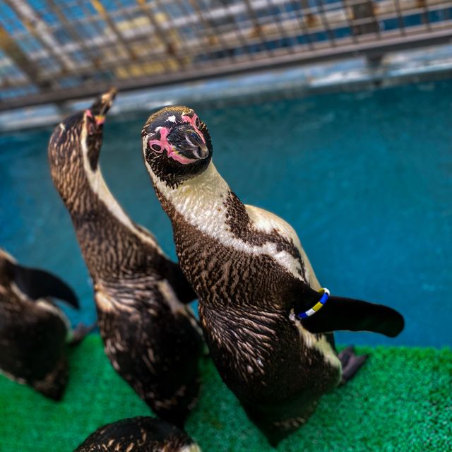 イルカを世界で初めて飼育した水族館！？