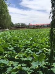Ten Thousand Mu of Lotus Garden