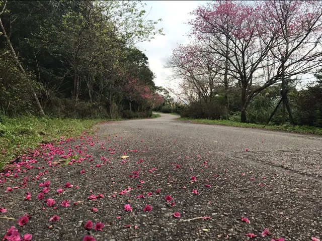 【櫻花季】粉紅大爆發,新北13處賞櫻勝地推薦打卡熱點一次看
