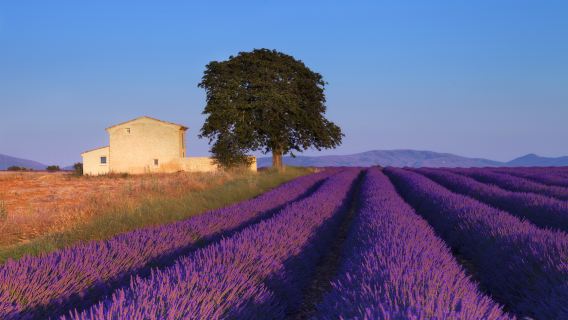 フランス、プロヴァンス+セナンク修道院日帰りツアー【中国語・英語ドライバー・ガイド付きチャーターチャーター車】