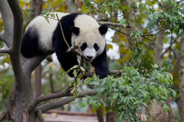 Panda Viewing in Chengdu