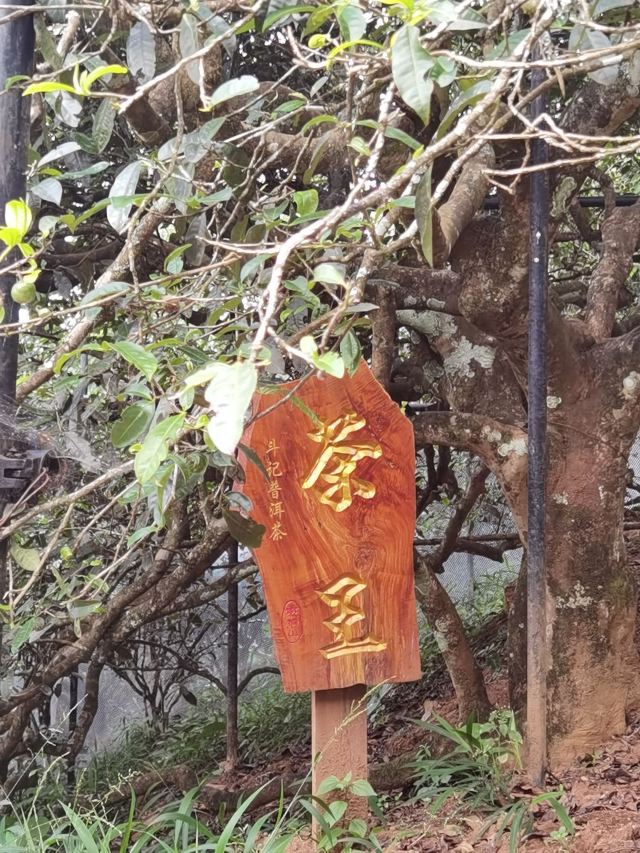 남나산
