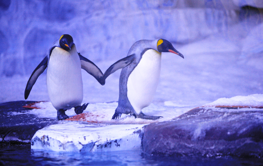天津極地海洋公園+老碼頭+濱海圖書館 包車遊∣不含門票