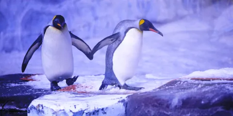 天津極地海洋公園+老碼頭+濱海圖書館 包車遊∣不含門票