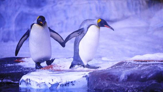 Tianjin Polar Ocean Park + Alter Pier + Binhai-Bibliothek Charterfahrt | Tickets nicht inbegriffen