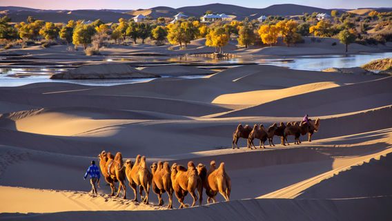 mo zhong hu yang jing qu