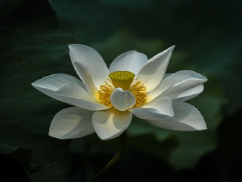 夢海游 淡路島 クーポン