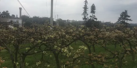 靈猴廣場