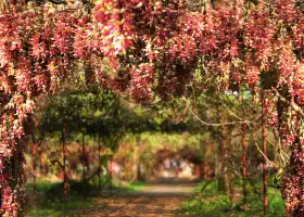 Huangjinbu Colorful Mucuna Birdwoodiana Flower Base