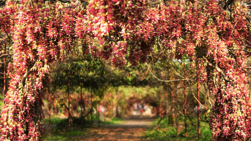 Huangjinbu Colorful Mucuna Birdwoodiana Flower Base