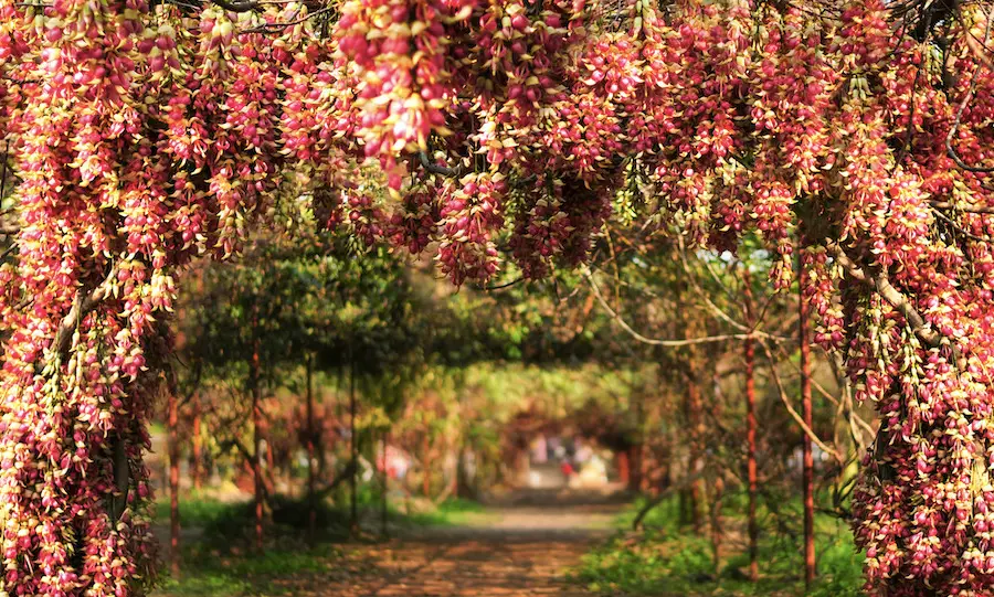 Huangjinbu Colorful Mucuna Birdwoodiana Flower Base