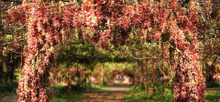 Hotels near Huangjinbu Colorful Mucuna Birdwoodiana Flower Base