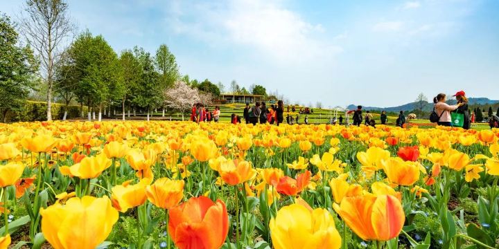 Longhu Mountain Flower LanguageWworld Scenic Spot