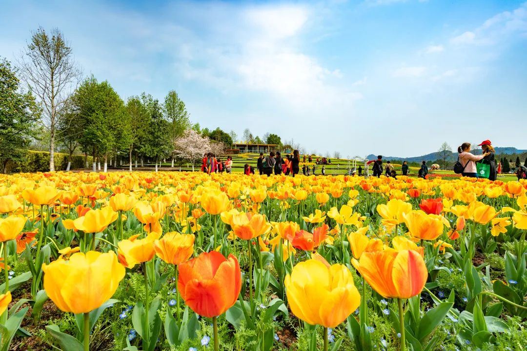 Longhu Mountain Flower LanguageWworld Scenic Spot