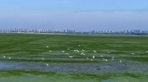 Huangpohu Marsh