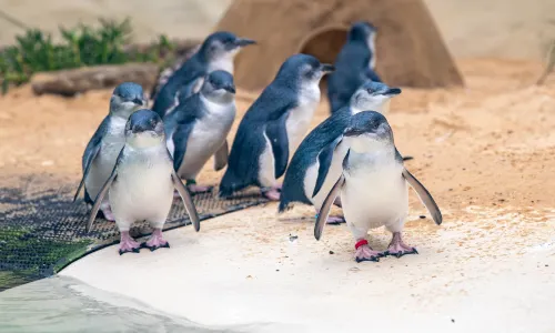 悉尼動物園