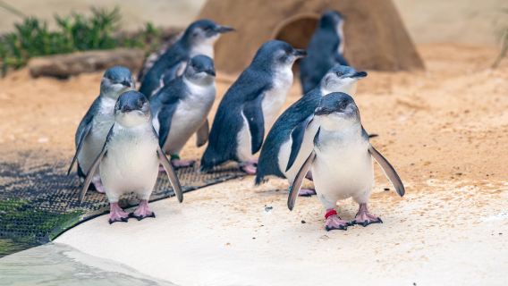 Sydney Zoo