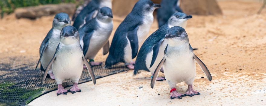Sydney Zoo