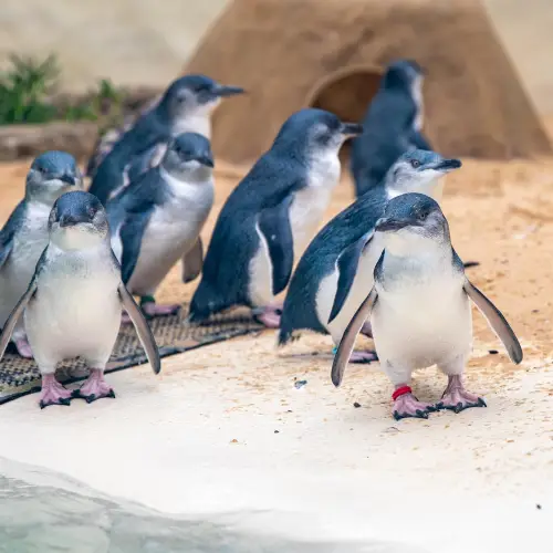 悉尼動物園