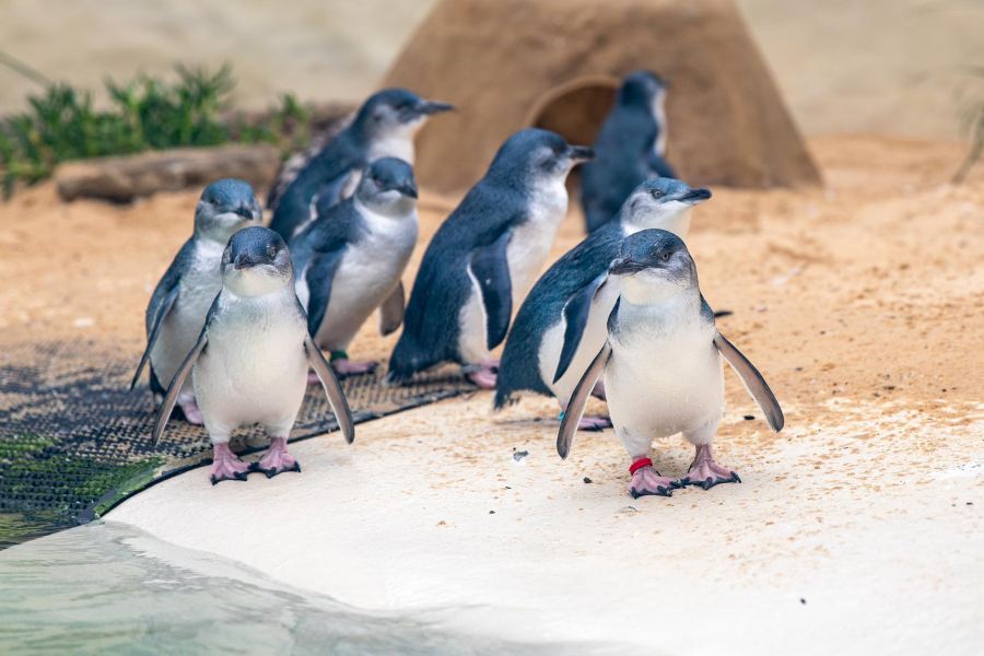 悉尼動物園