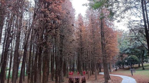 Mt. Yangjiao Forest Park