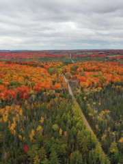 Gaylord State Forest Area