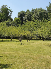 The Japanese Garden of Herăstrău Park