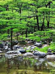 Yonghyun Nature Recreation Forest