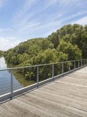 Badu Mangroves