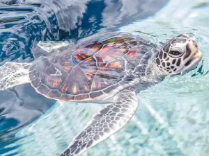 Maui Ocean Center, The Aquarium of Hawaii