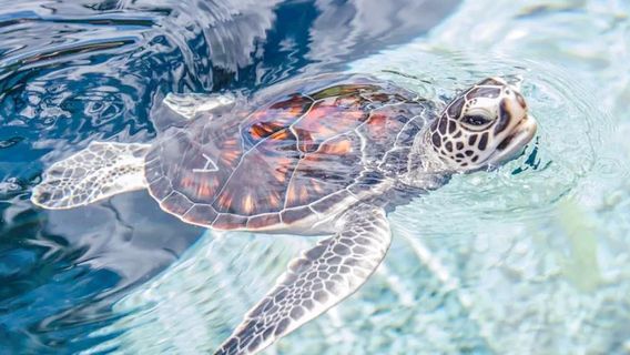 Maui Ocean Center, The Aquarium of Hawaii