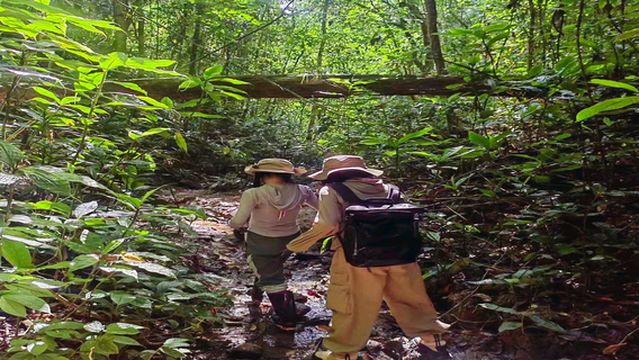 Jino Mountain Baduo Valley Rainforest Hiking