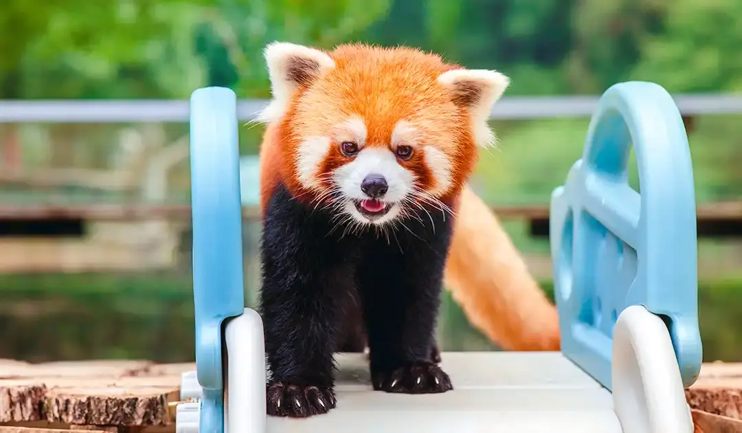 Hotels near Wuhan Jiufeng Forest Zoo