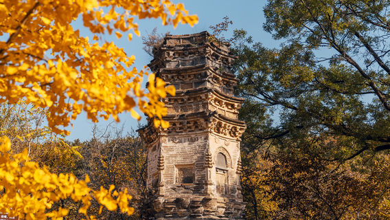 Ginkgo Viewing in Beijing