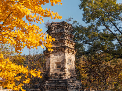 Ginkgo Viewing in Beijing