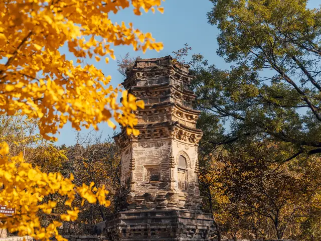 Ginkgo Viewing in Beijing