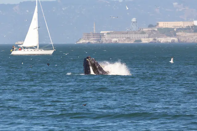 Whale Watching At Sea in Los Angeles