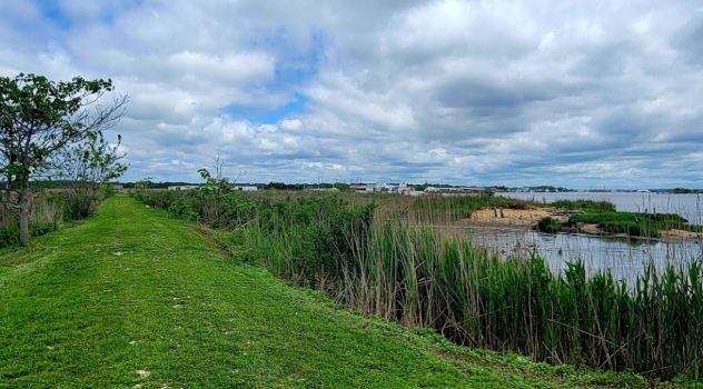Commercial Township Wetlands Restoration Site