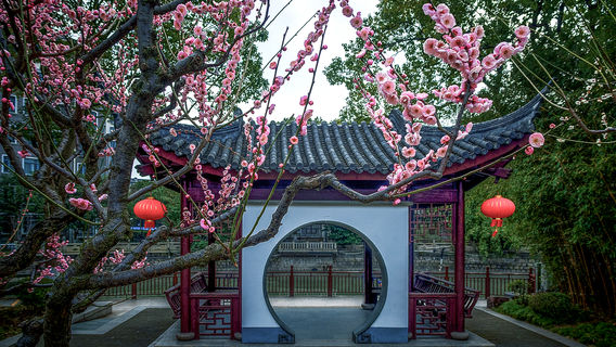 Plum Blossom Viewing in Shanghai