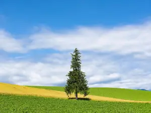 Christmas tree