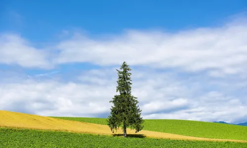 Christmas tree