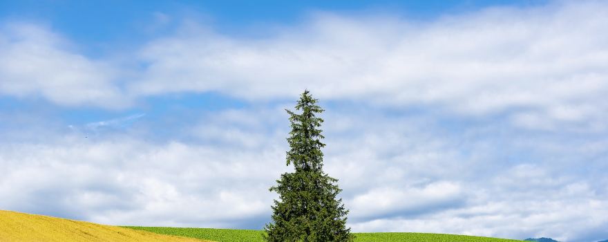 크리스마스 나무