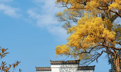 Xinjiang Academy