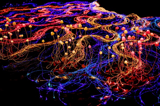 Lightscape at Royal Botanic Gardens Melbourne | Royal Botanic Gardens Victoria - Melbourne Gardens