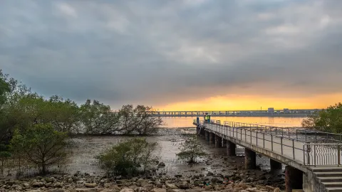 Xiwan Mangrove Wetland Park attraction in Shenzhen