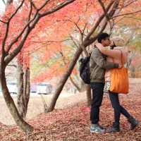 【 整個山頭一遍紅海楓葉 】