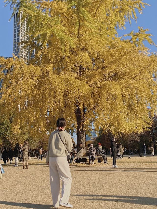 서울 단풍놀이 ₍ ̂ˑ̫̈̄ ̂₎